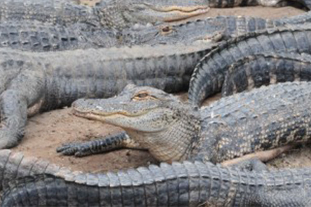 alligators_s-400x202-1